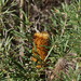 New England Banksia - Photo (c) Reiner Richter, some rights reserved (CC BY-NC-SA), uploaded by Reiner Richter