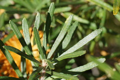 Banksia neoanglica