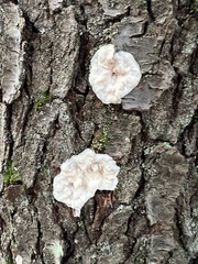 Phlebia rufa
