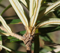 Banksia neoanglica