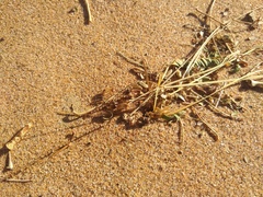 Hodotermes mossambicus