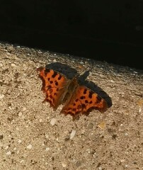 Polygonia c-album