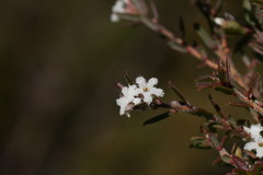 Leucopogon microphyllus