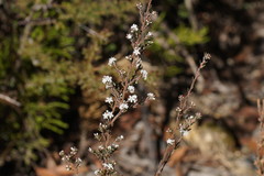 Leucopogon microphyllus