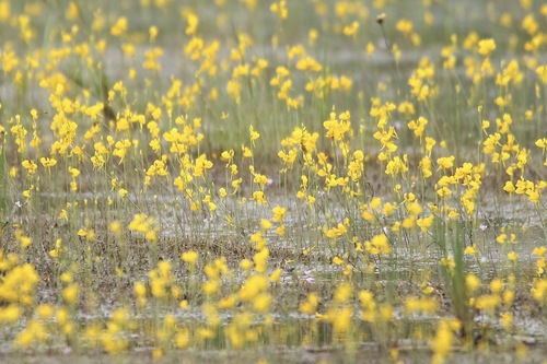 Image of Utricularia resupinata by (c) er-birds, some rights reserved (CC BY)