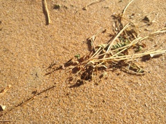 Hodotermes mossambicus