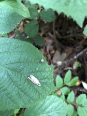 Cameraria ohridella