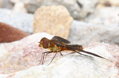 Poecilanthrax ingens