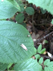 Cameraria ohridella