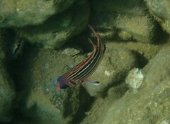 Sargocentron rubrum