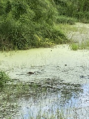 Tachybaptus dominicus