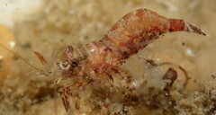 Eualus pusiolus