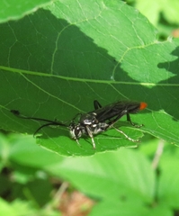 Protichneumon grandis