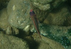 Sargocentron rubrum