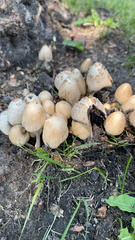 Coprinellus micaceus