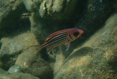 Sargocentron rubrum