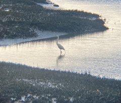 Ardea alba