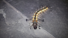 Lepidoptera