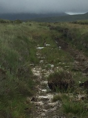 Lepus timidus hibernicus