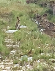 Lepus timidus hibernicus