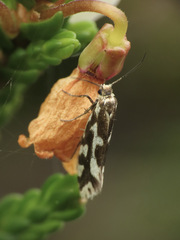 Greya variabilis