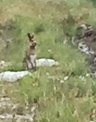 Lepus timidus hibernicus