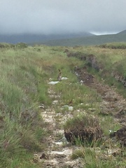 Lepus timidus hibernicus