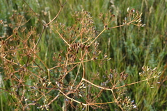 Ferula tatarica