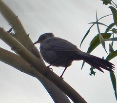 Melanotis caerulescens