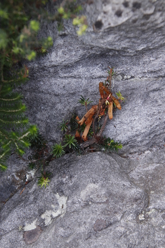 Image of Erica annectens by (c) Tony Rebelo, some rights reserved (CC BY-SA)