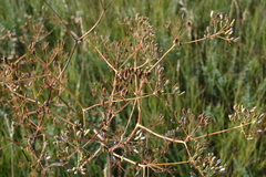 Ferula tatarica