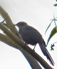 Melanotis caerulescens