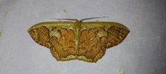 Zythos avellanea
