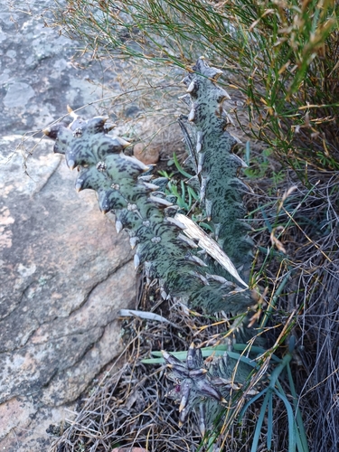 Ceropegia nevillei