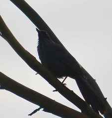 Melanotis caerulescens