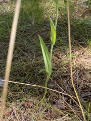 Platanthera pallida