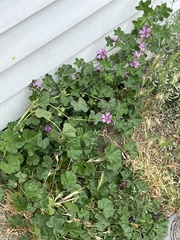 Malva sylvestris