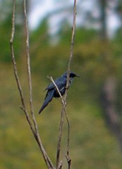 Melanotis caerulescens