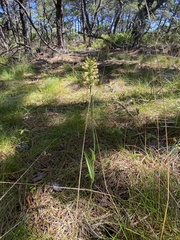Platanthera pallida