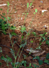 Sanguisorba occidentalis