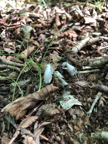 Gethyllis hallii D.Müll.-Doblies