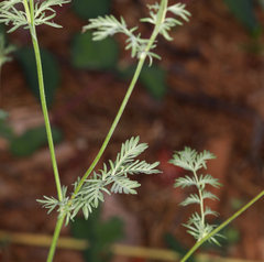 Sanguisorba occidentalis