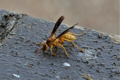 Polistes flavus