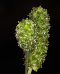 Sanguisorba occidentalis