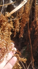 Daucus edulis image