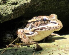 Lithobates palustris