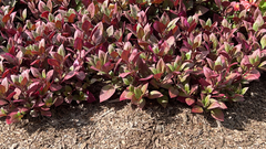 Iresine diffusa herbstii