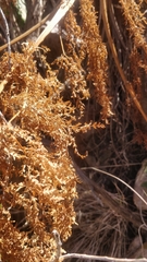 Daucus edulis image