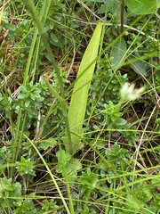 Platanthera blephariglottis