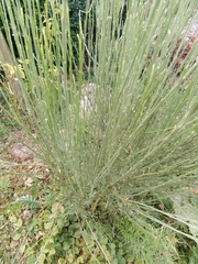 Cytisus × praecox
